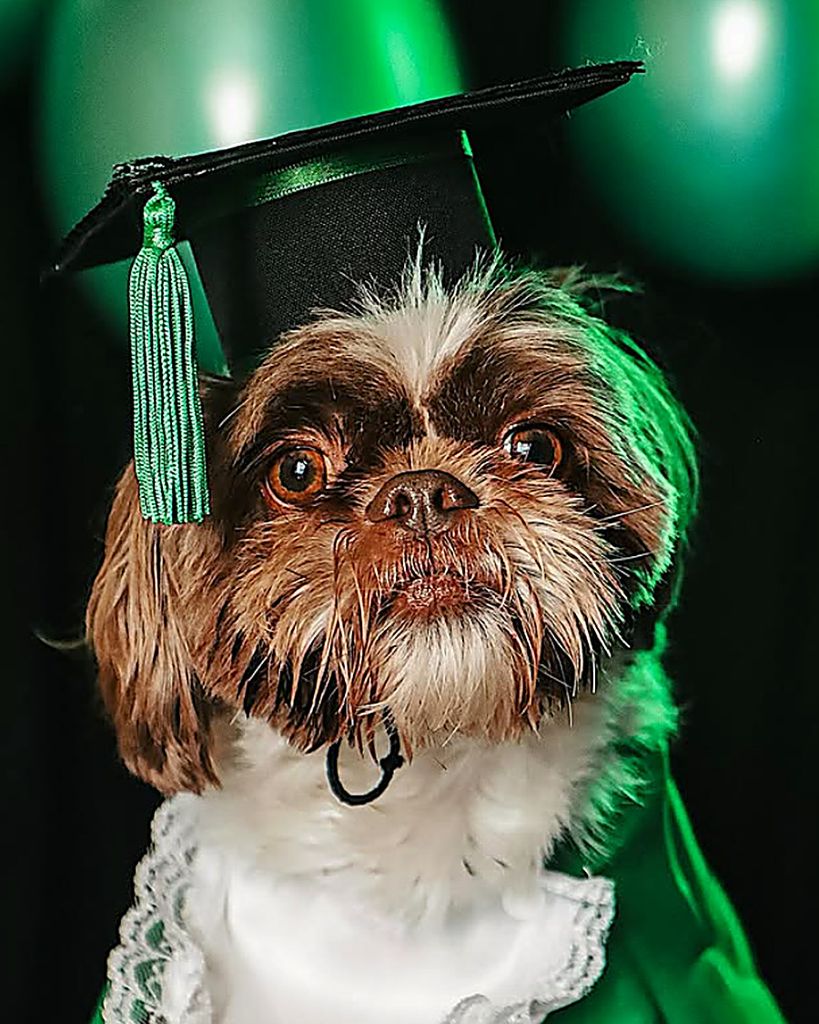 Cachorro usando capelo de formatura em ensaio temático