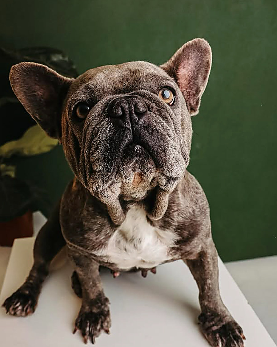 Buldogue francês em ensaio de estúdio com fundo verde