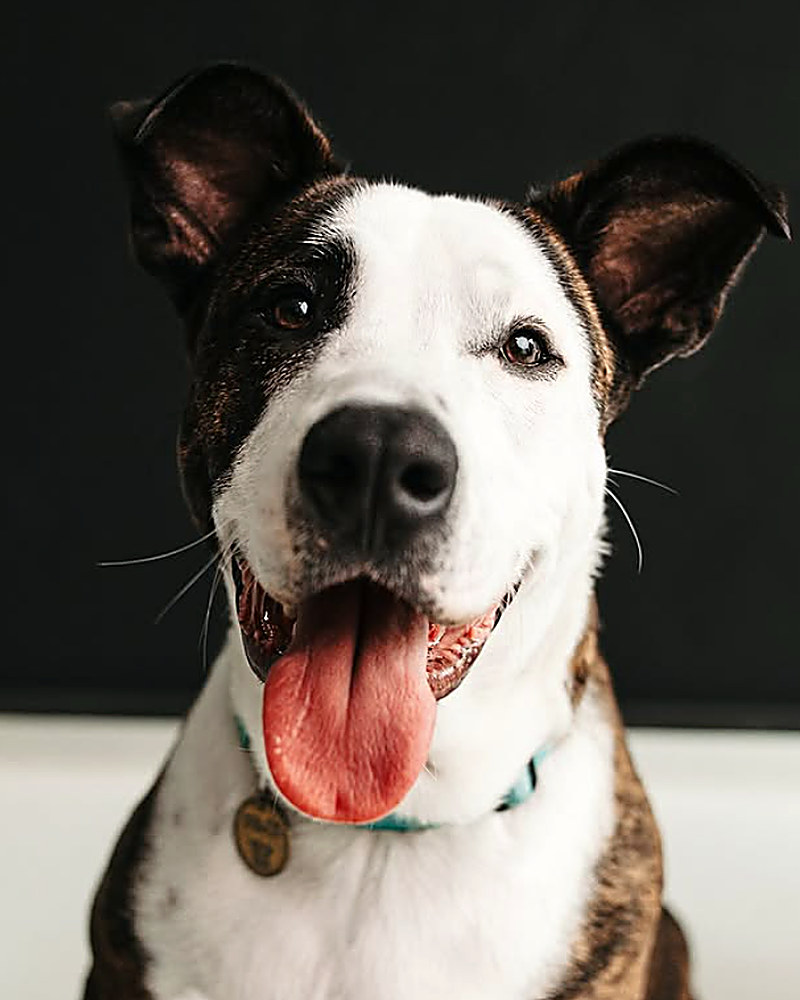 Cachorro sorrindo em estúdio, fundo preto