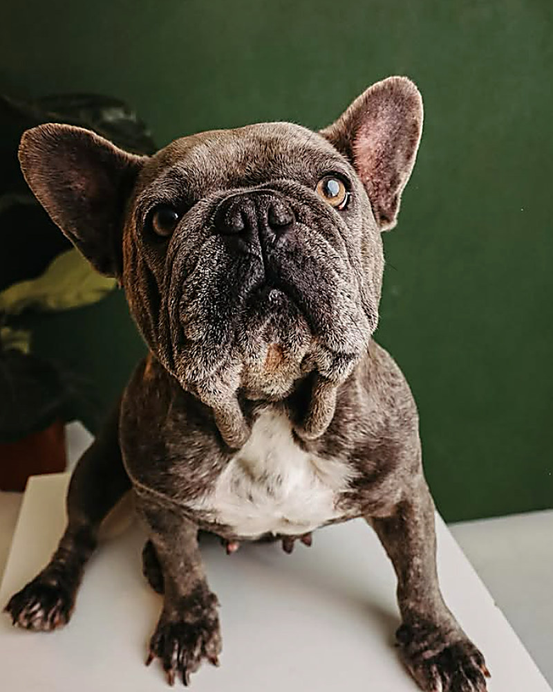 Buldogue francês em fundo verde escuro