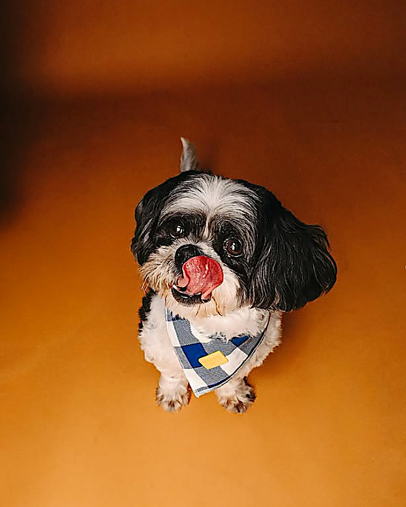 Cachorro pequeno com bandana em fundo terracota