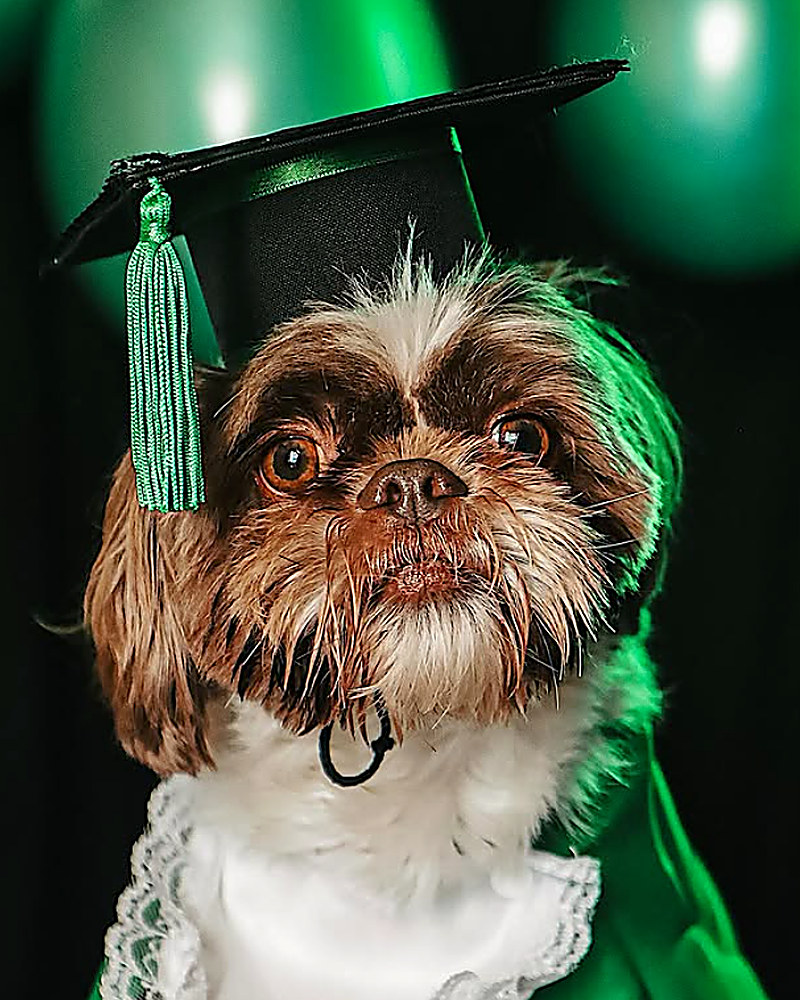 Cachorro com capelo de formatura