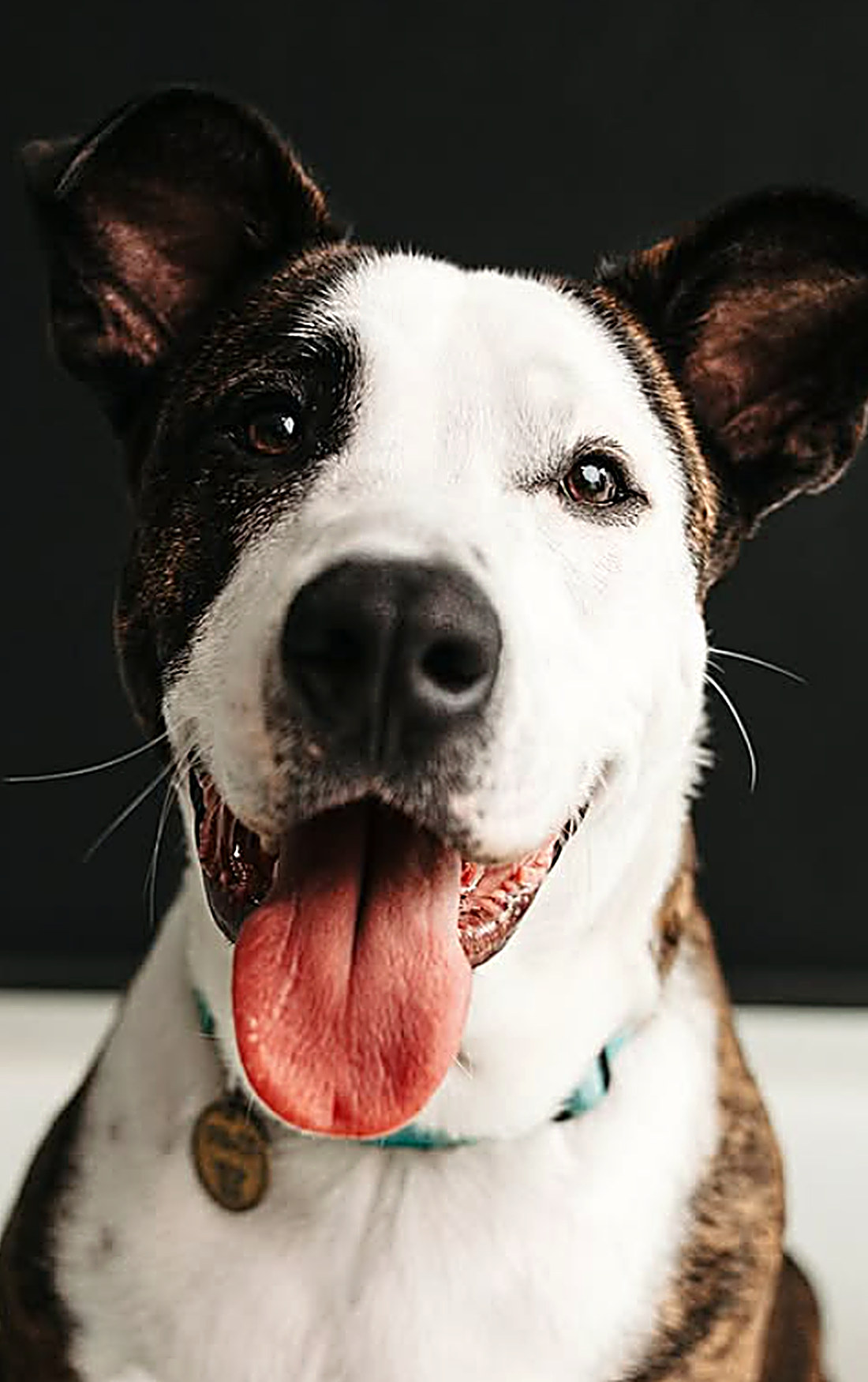 Cachorro sorrindo com a língua de fora, retrato em estúdio fundo preto